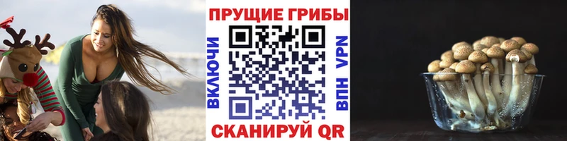 blacksprut как зайти  Стерлитамак  Псилоцибиновые грибы мицелий 